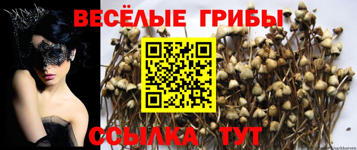 Псилоцибиновые грибы Psilocybe Зерноград